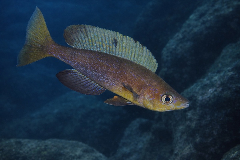 Cyprichromis microlepidotus 'Kilila'